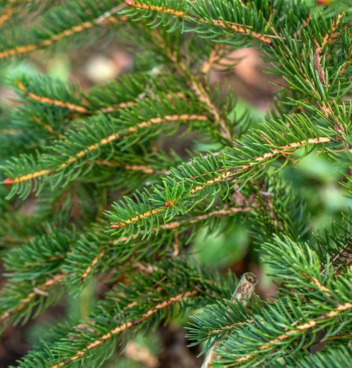Picea polita