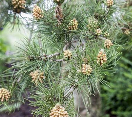 Pinus heldreichii Pinus heldreichii
