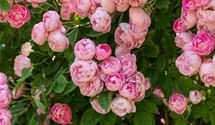 Strauchrose