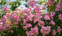 Strauchrose