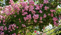 Strauchrose