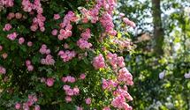 Strauchrose
