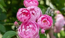 Strauchrose