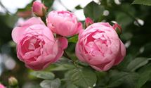 Strauchrose