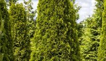 Thuja, Lebensbaum
