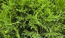 Thuja, Lebensbaum