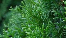 Thuja, Lebensbaum