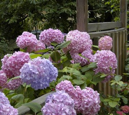 Die Hortensie im Garten – durstige Schönheit mit Charakter Die Hortensie im Garten – durstige Schönheit mit Charakter