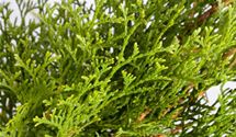 Thuja, Lebensbaum