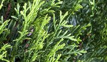 Thuja, Lebensbaum