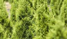 Thuja, Lebensbaum