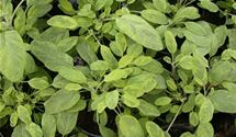 Garten-Salbei