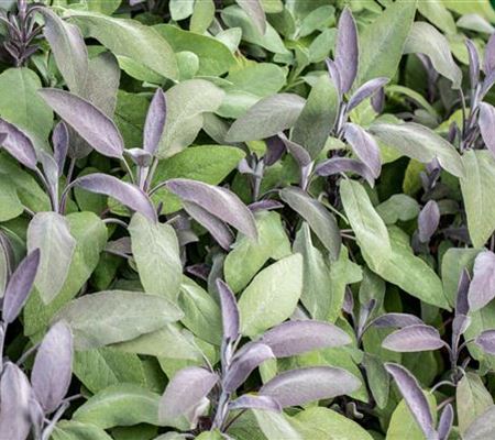 Salvia officinalis 'Purpurascens'
