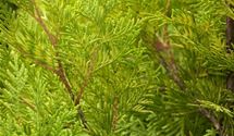 Thuja, Lebensbaum