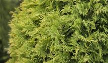 Thuja, Lebensbaum