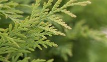 Thuja, Lebensbaum