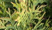 Thuja, Lebensbaum