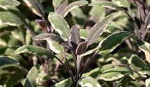 Garten-Salbei