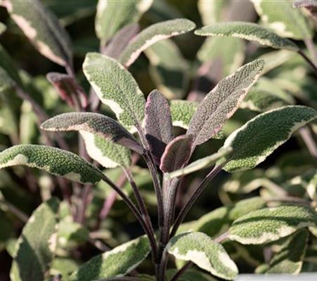 Salvia officinalis 'Tricolor'