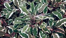 Garten-Salbei