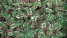 Garten-Salbei
