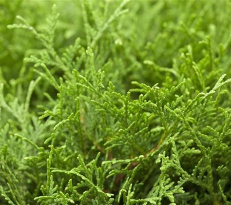Thuja occidentalis 'Tiny Tim' Thuja occidentalis 'Tiny Tim'