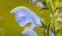 Wiesensalbei