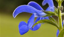 Wiesensalbei