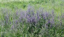 Wiesensalbei
