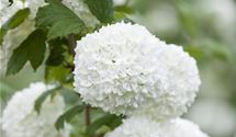 Gemeiner Schneeball