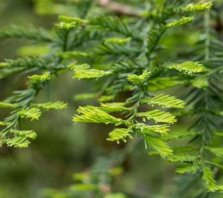 Sequoia sempervirens