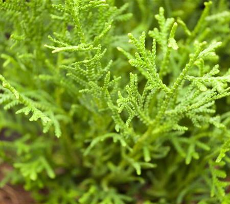 Thujopsis dolabrata 'Nana' Thujopsis dolabrata 'Nana'