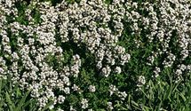 Garten-Thymian