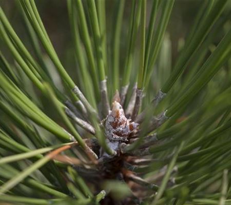 Pinus nigra 'Hornibrookiana' Pinus nigra 'Hornibrookiana'