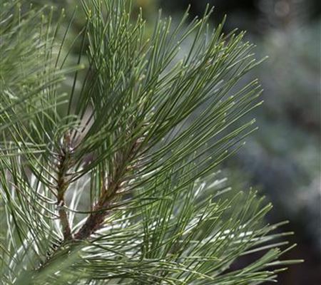 Pinus nigra 'Nana' Pinus nigra 'Nana'