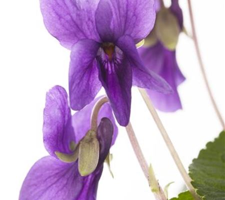 Viola odorata 'Königin Charlotte'