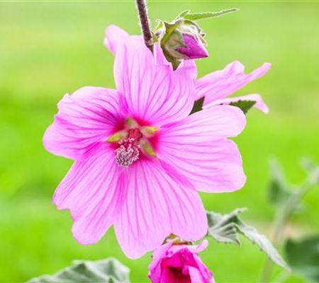 Essbare Blüten Essbare Blüten