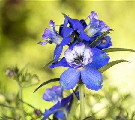 Blumenbeete in Blau und Violett