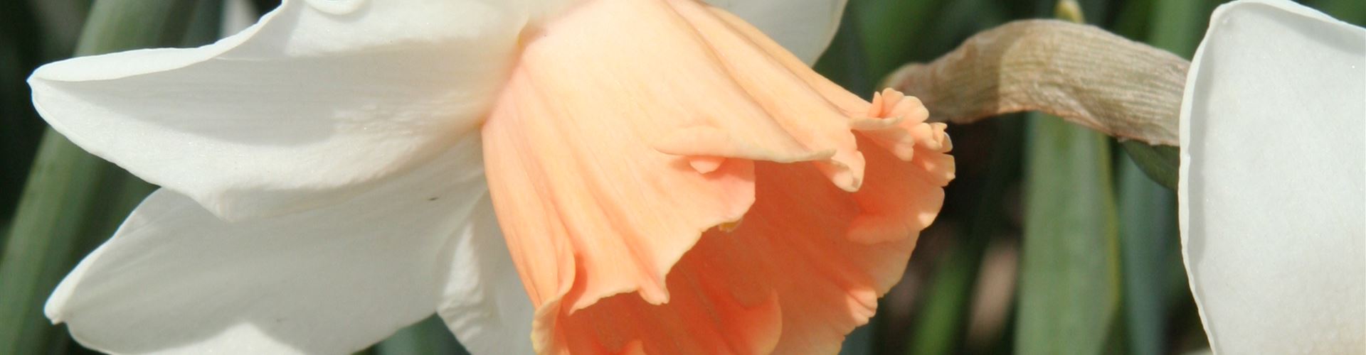 Narzissen großkronig Accent kw 8.jpg