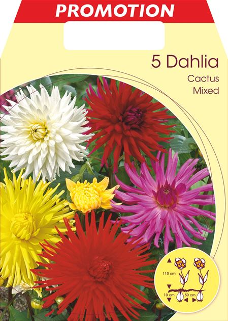 Dahlia Kaktus - Dahlien Mix