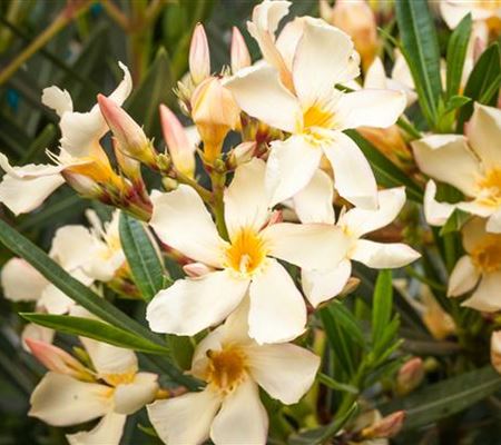 Oleander – Blütenpracht bei richtiger Pflege