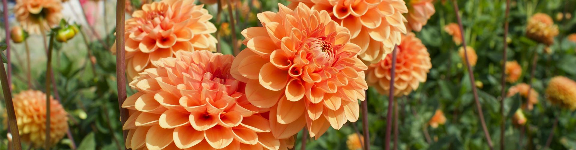 Header_Blumenzwiebel.jpg Header_Blumenzwiebel.jpg