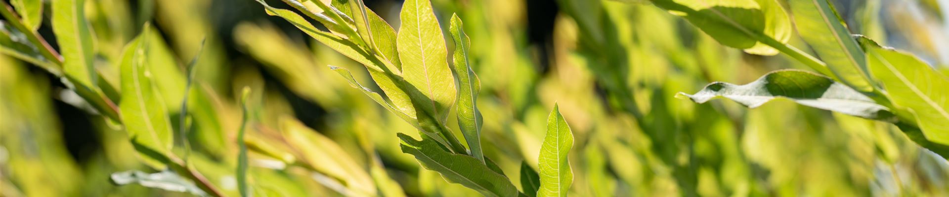 GS649227.jpg GS649227.jpg