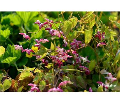 Epimedium rubrum (x) Epimedium rubrum (x)
