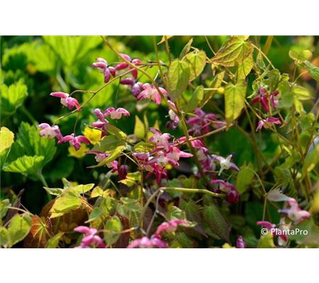 Epimedium rubrum (x)