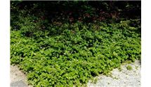 Wald-Erdbeere