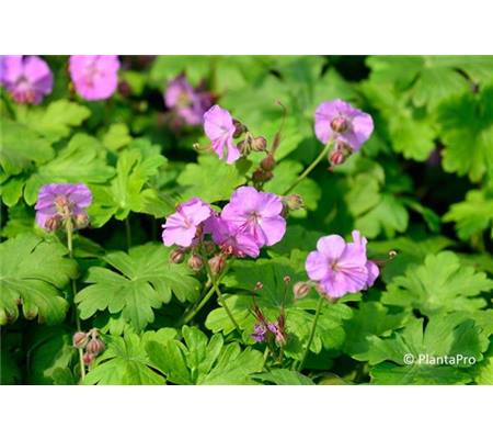 Geranium cantabrigiense (x) 'Karmina'