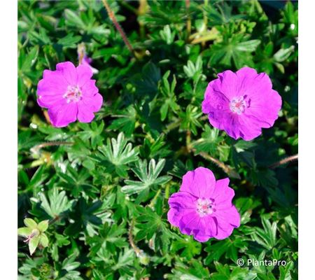 Geranium sanguineum 'Max Frei'