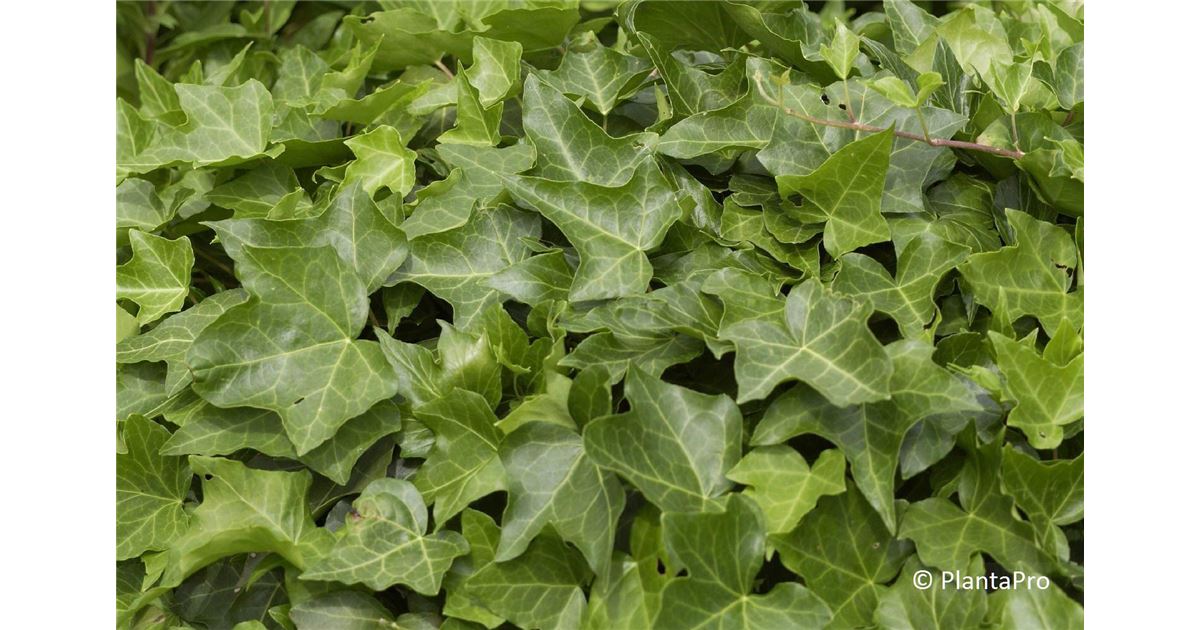Hedera helix