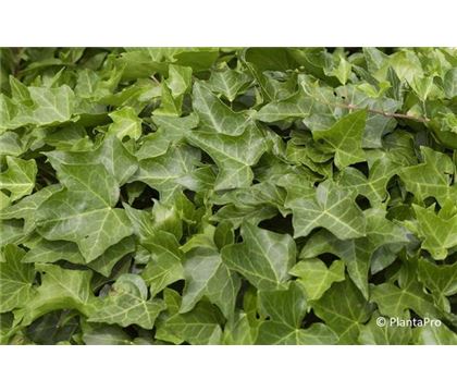 Hedera helix Hedera helix